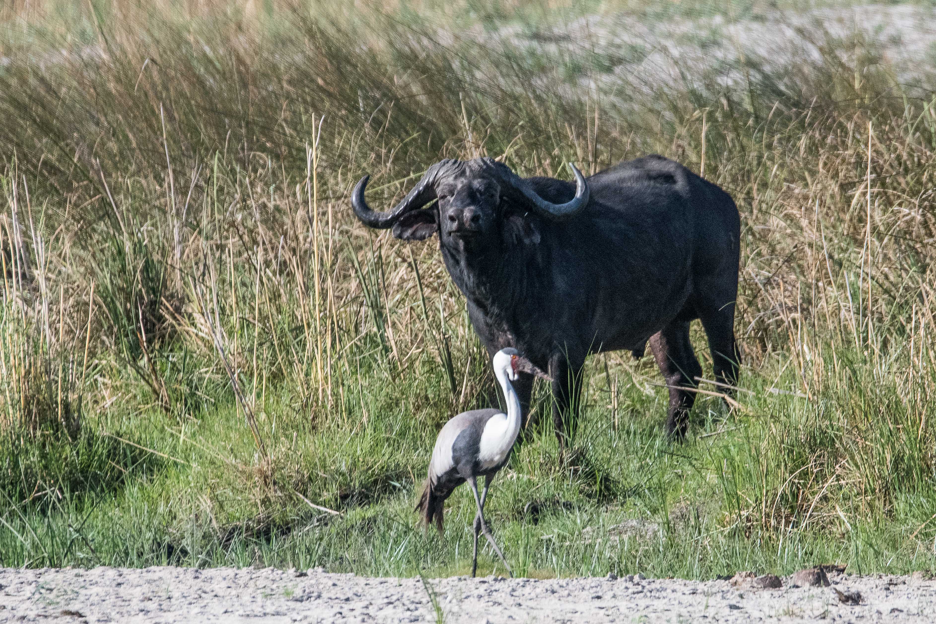 Buffle d'Afrique mâle (African buffalo, Syncerus caffer) et Grue caronculée (Wattled crane, Grus caronculata), Kwando concession, Delta de l'Okavango, Botswana.
